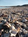Beach Shells at Bahia Santo Domingo